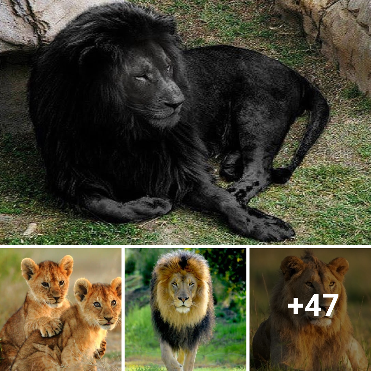 Uncovering the Unusual Story of a Seldom Found Black Lion King ...