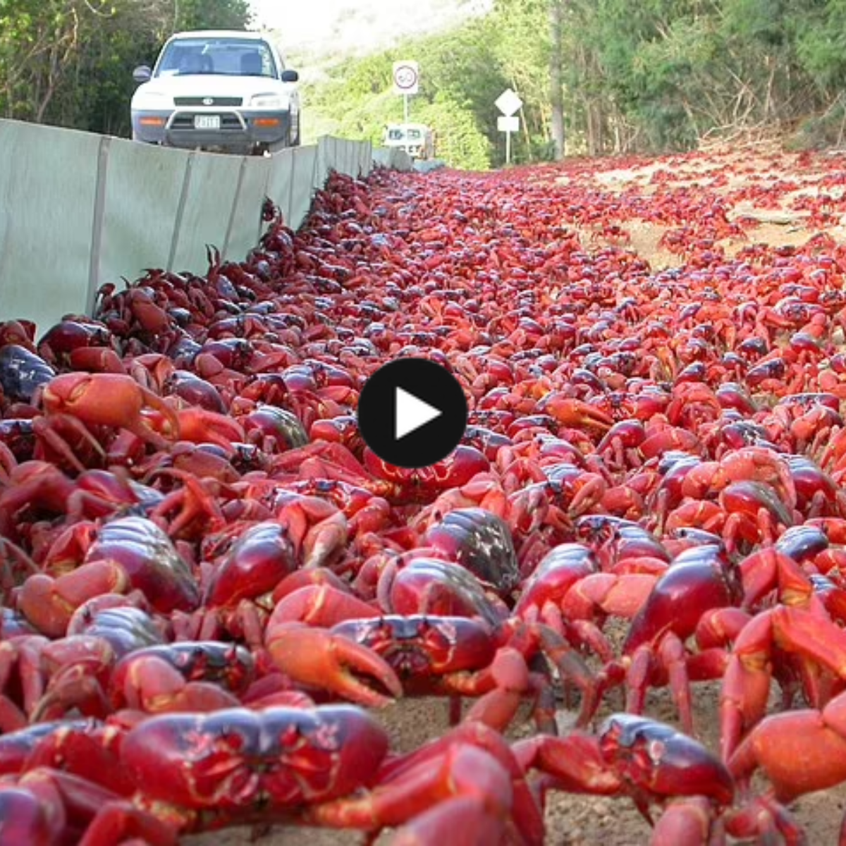Red crab migration: The fascinating moment 50 million red crustaceans block roads and bridges in Australia