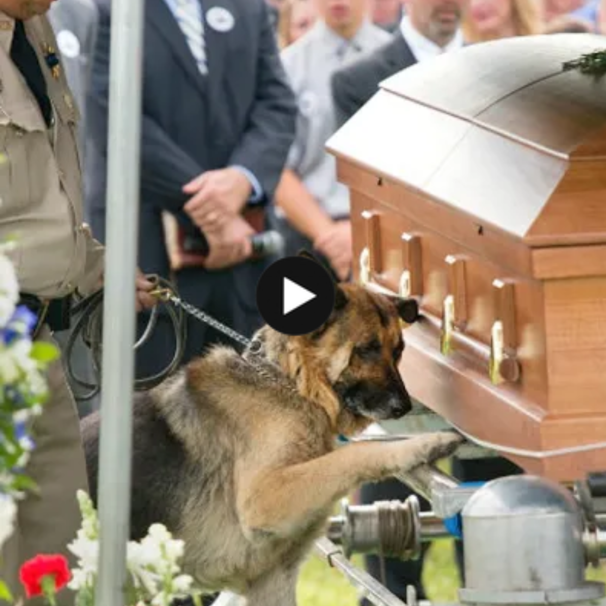 Unwavering Loyalty: A Heartfelt Farewell from a Devoted Dog Next to His Master’s Coffin Touches People All Over the World