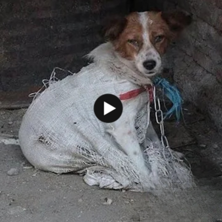 The dog was unhappy, his eyes were hopeless and he begged for help but in vain, as he was chained in the slaughterhouse.