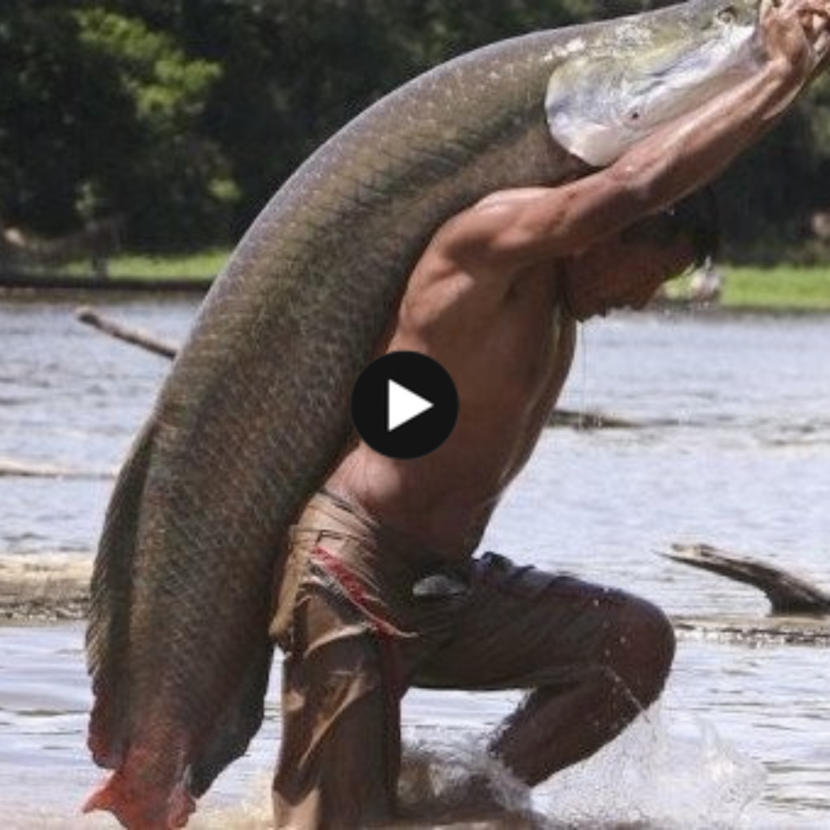 Among the biggest freshwater fish are Arapaima gigas.