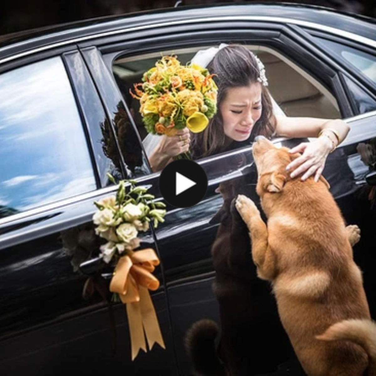Incredible journey: The dog traveled more than 70 km to meet and say goodbye to his owner’s wedding