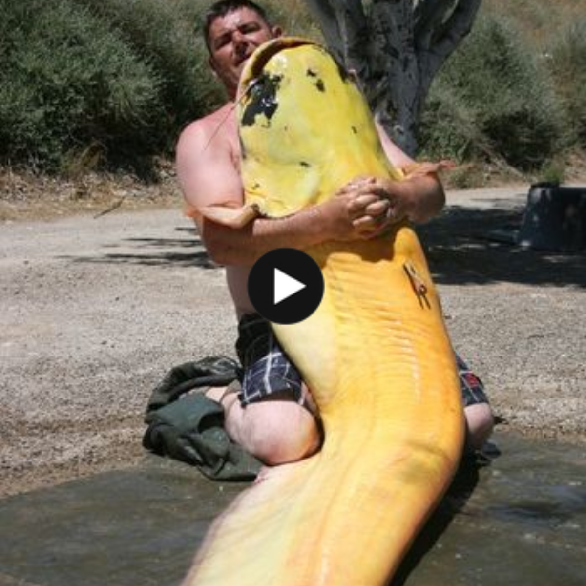 world record “Largest albino catfish ever caught” in the Ebro River