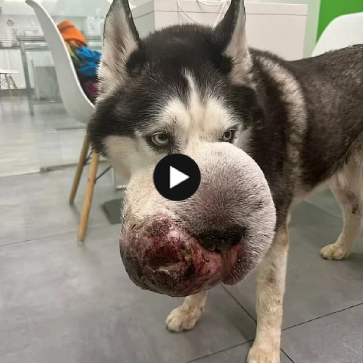 A defenseless dog fights a massive tumor, writhing in agony, falling, and yowling in excruciating pain.