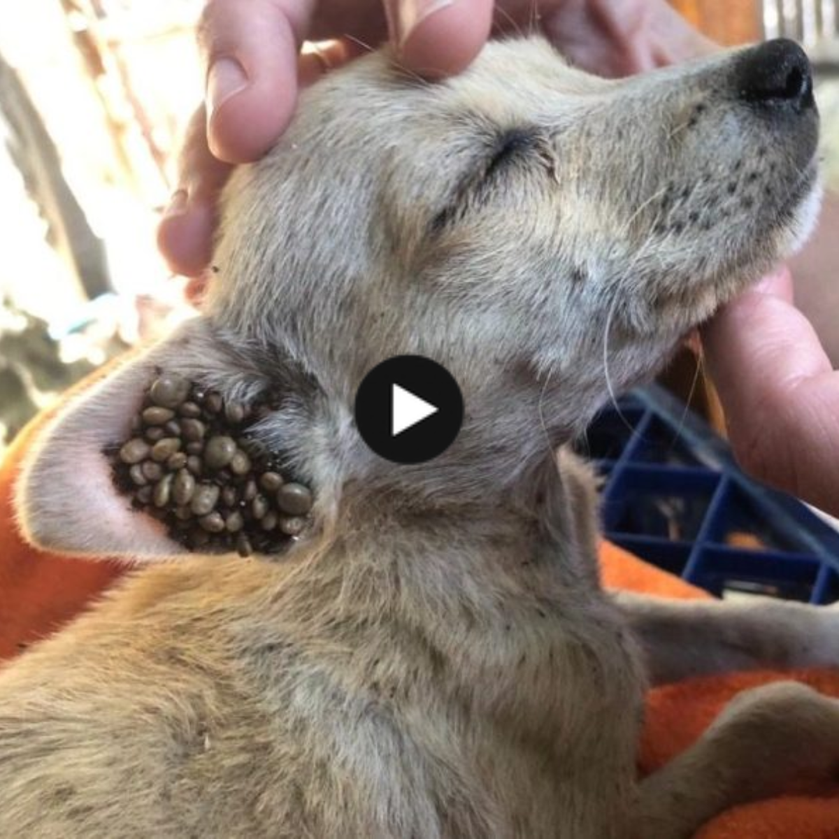 A moving path of healing and hope is revealed amid the desperation of a small puppy whose ears have been destroyed by severe parasites.
