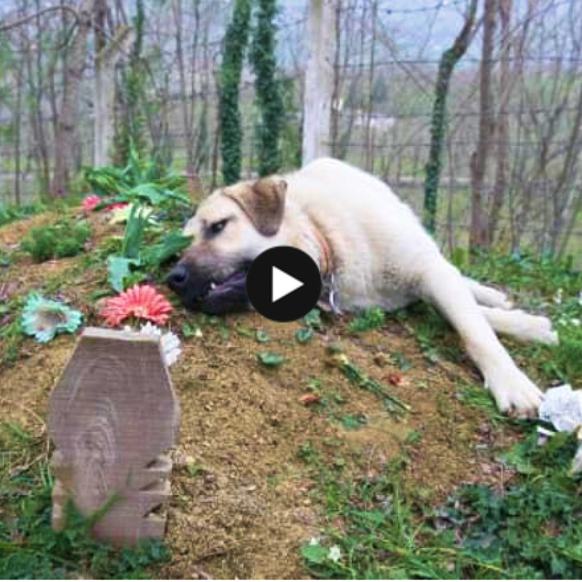 Unbreakable bond: Heart-wrenching devotion captures hearts with a faithful dog’s daily vigil beside its owner’s grave.