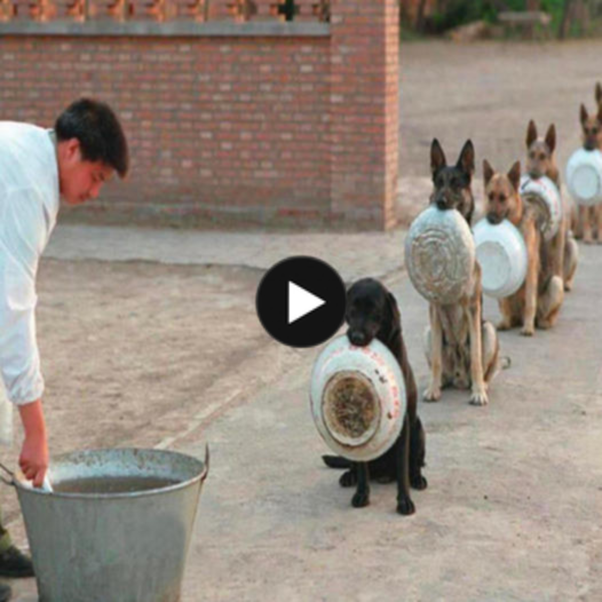 Radiant Resilience: Caring Dogs Wait in Line for Food, Giving Off a Gentle Dignity and Creating Awe and Respect