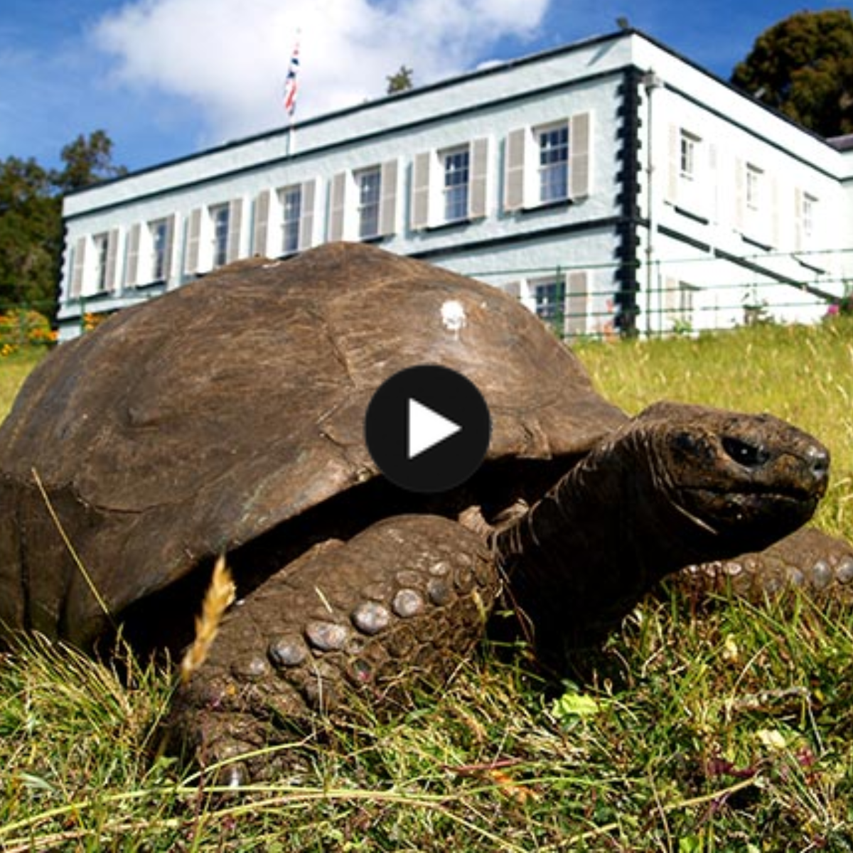 Jonathan, a 190-year-old turtle, is the world’s oldest living turtle.