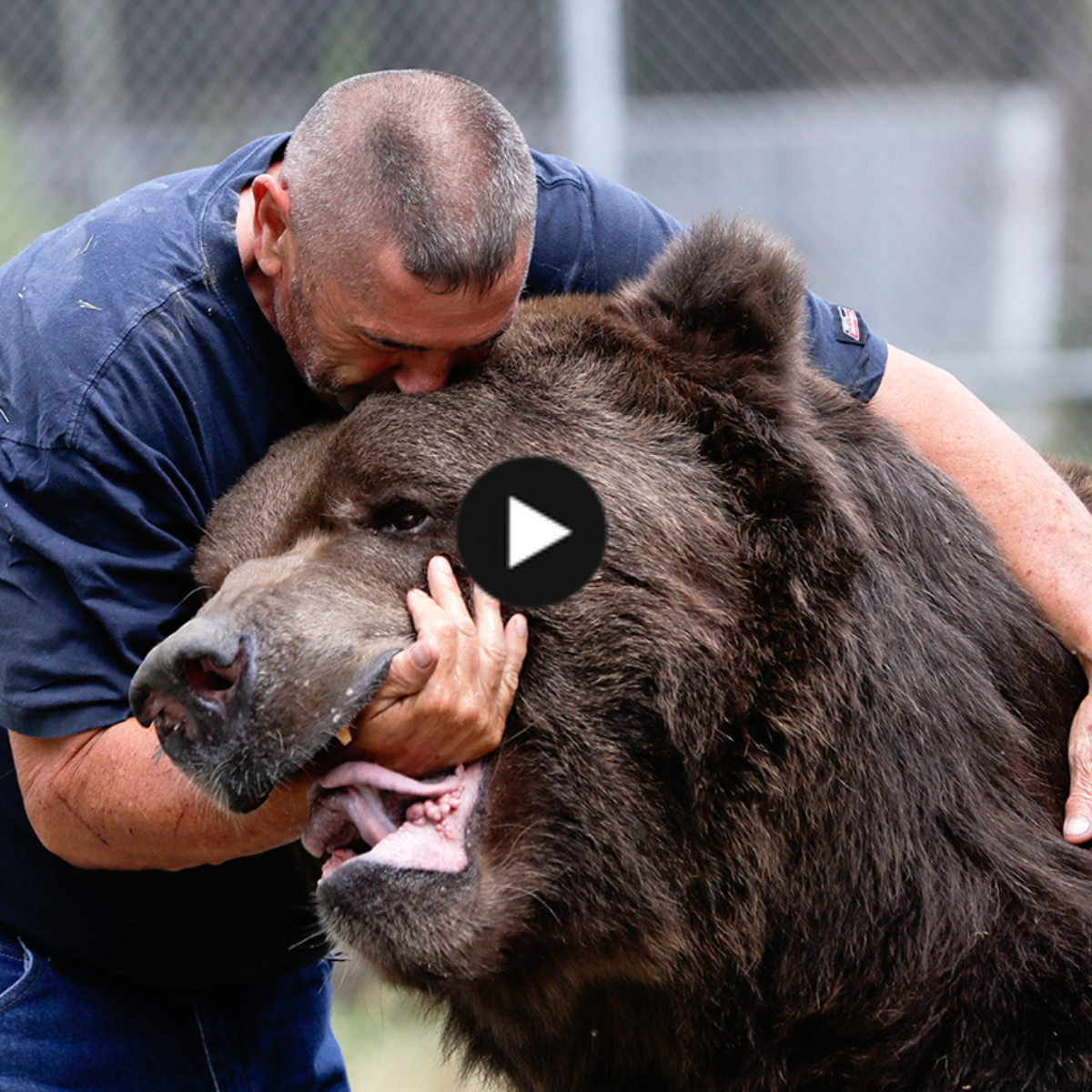 A touching story about the love between a bear and a farm owner (VIDEO)