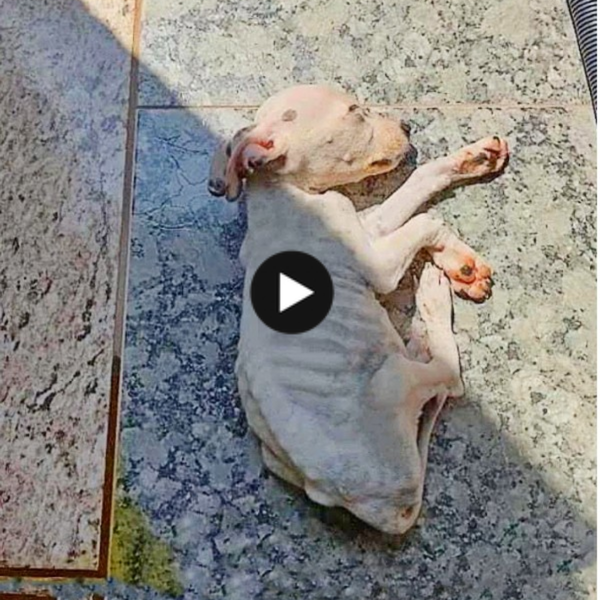 This poor, malnourished puppy was saved (VIDEO)