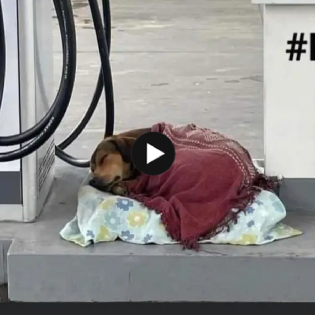 Workers at the petrol station consoled a shivering stray dog by wrapping a warm blanket around its weary frame, evoking sympathy from bystanders.