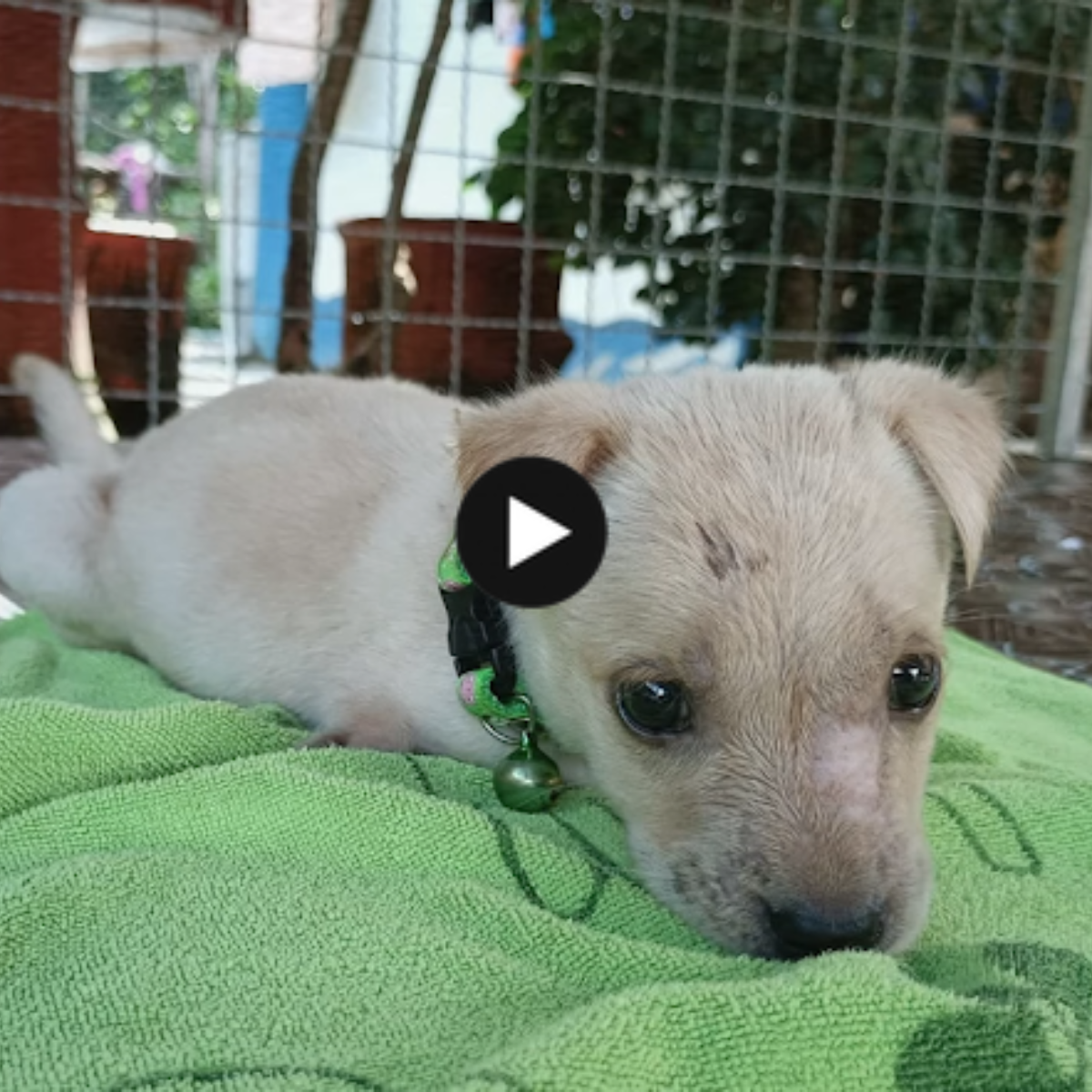 A cute puppy rubs its deformity to relieve discomfort.
