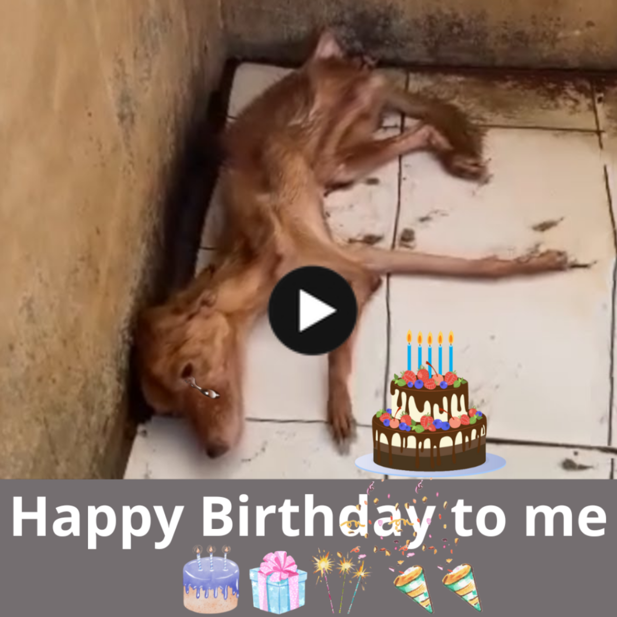 A poor, pitiful birthday: The story of a captive dog touches the hearts of 8 billion people worldwide