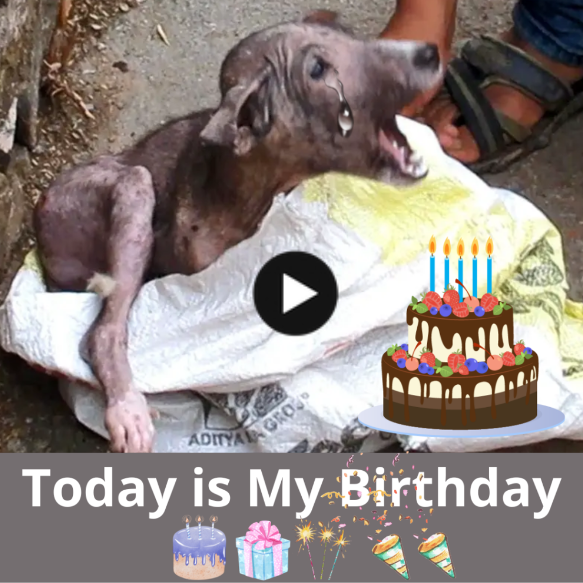On a Stray’s Birthday: Seeking Safety and Assistance