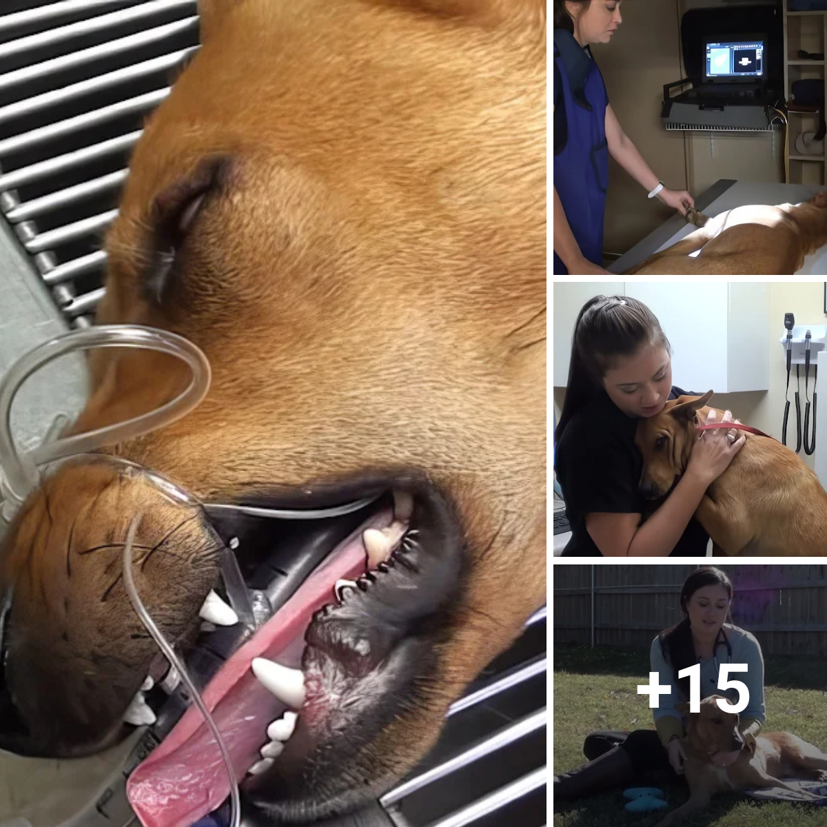 The Warm Hugs of a Rescued Dog: A World of Appreciation and Love