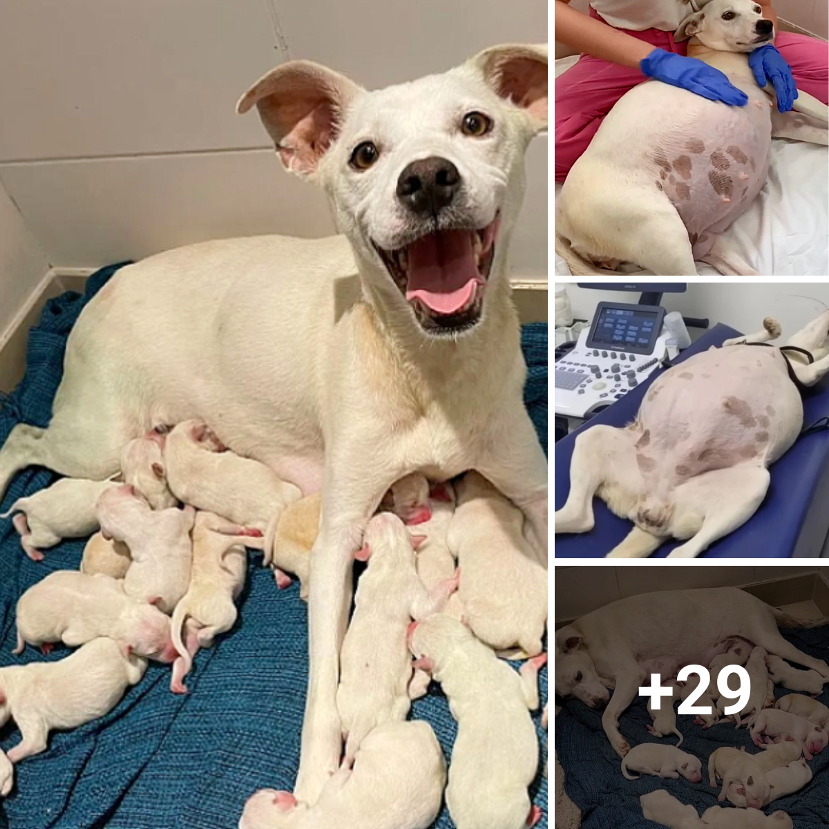 At our shelter, a pregnant mother dog gave birth to fourteen beautiful puppies. It feels very happy