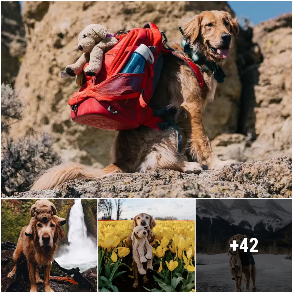 The unforgettable six-year adventure of an old dog and his identical toy on every trip – Inseparable adventurers