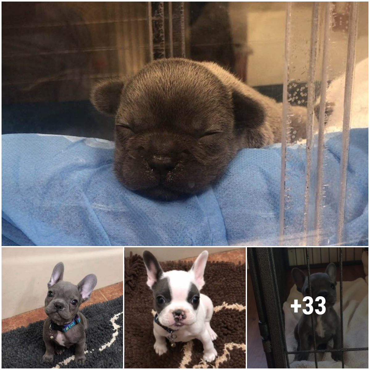 Heartwarming story when a little French Bulldog with a cleft palate was rescued and he was also rescued along with his brother.