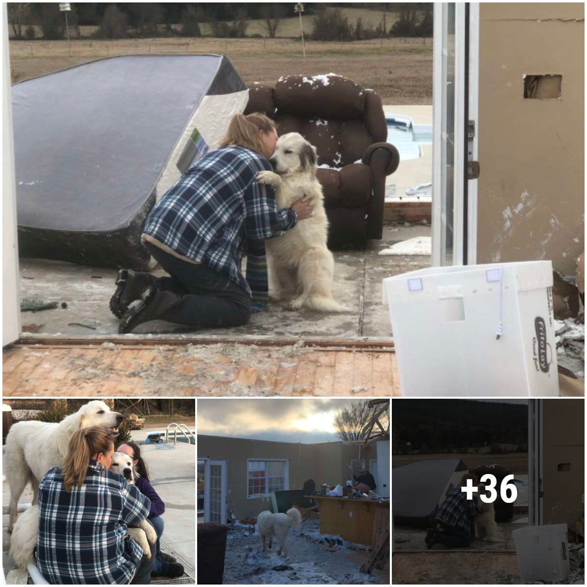 Reunion after the tornado: The touching reunion of a dog with his mother after a terrible tornado