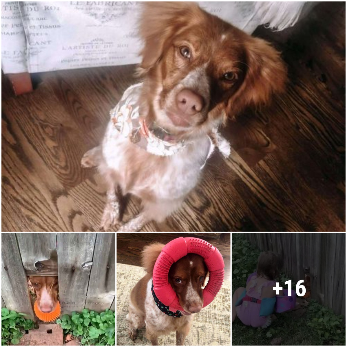 The poor, beautiful neighbor’s dog cried for help when he was stuck in a hole he dug himself and was discovered under interesting circumstances.