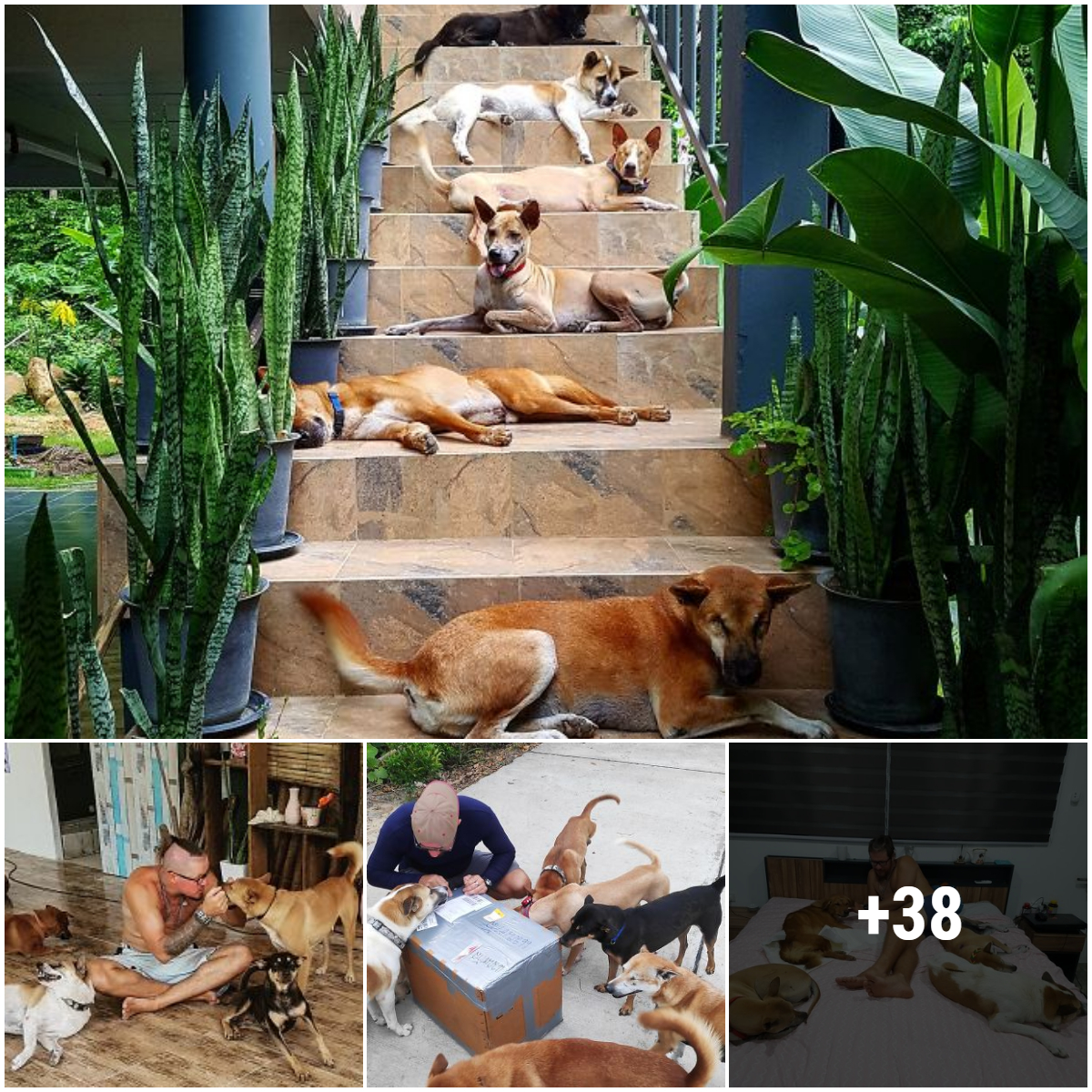 After losing ten YO Dogo pets, the couple relocated to an island in Thailand and adopted fifteen stray dogs.
