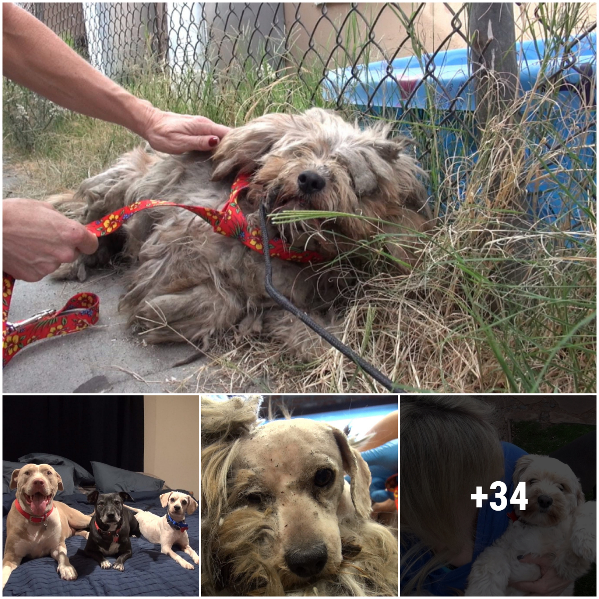 After being found, a stray dog with shaggy fur was fully shaved bald!
