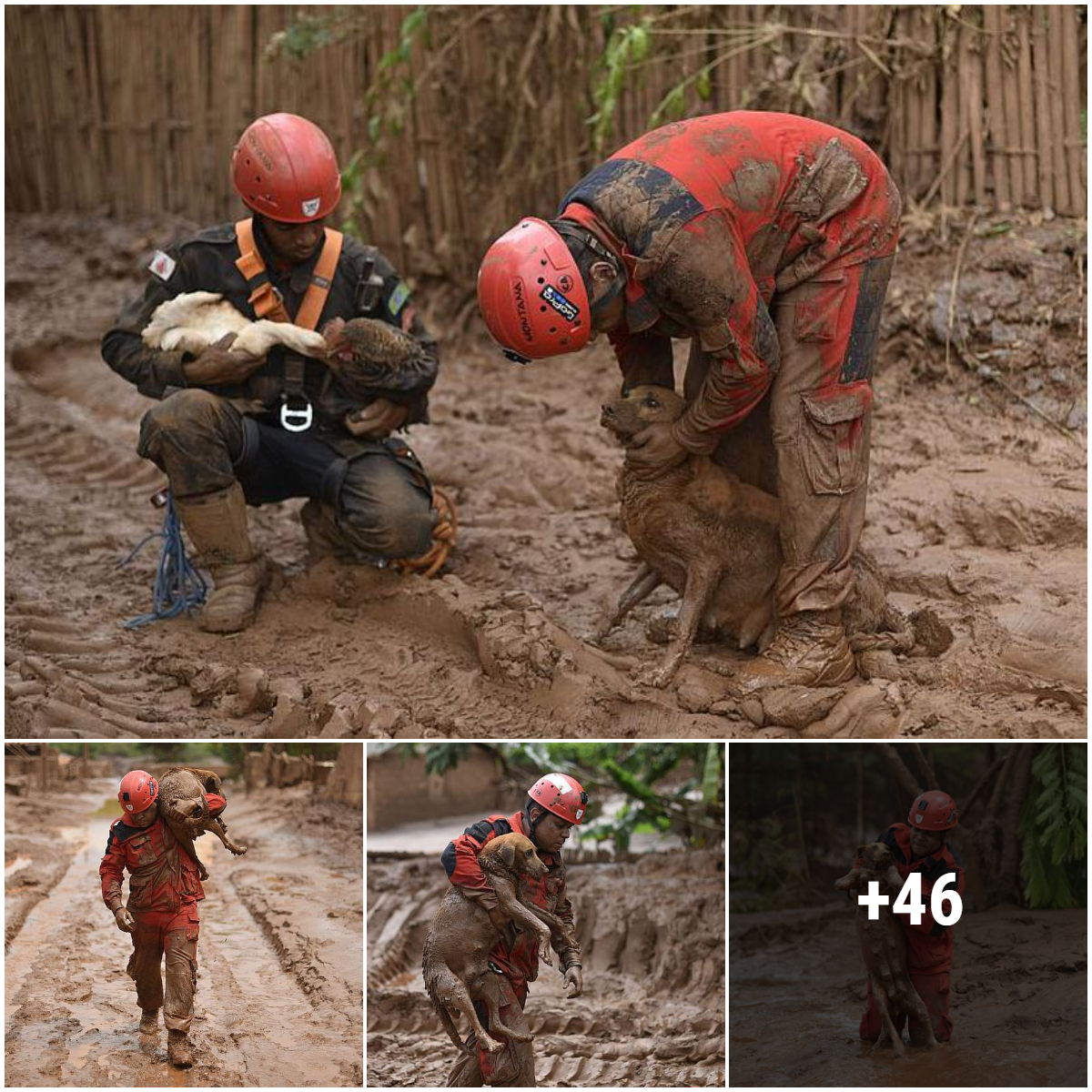 A touching story of compassion: rescuing dozens of animals trapped in quicksand after a mine disaster in Brazil