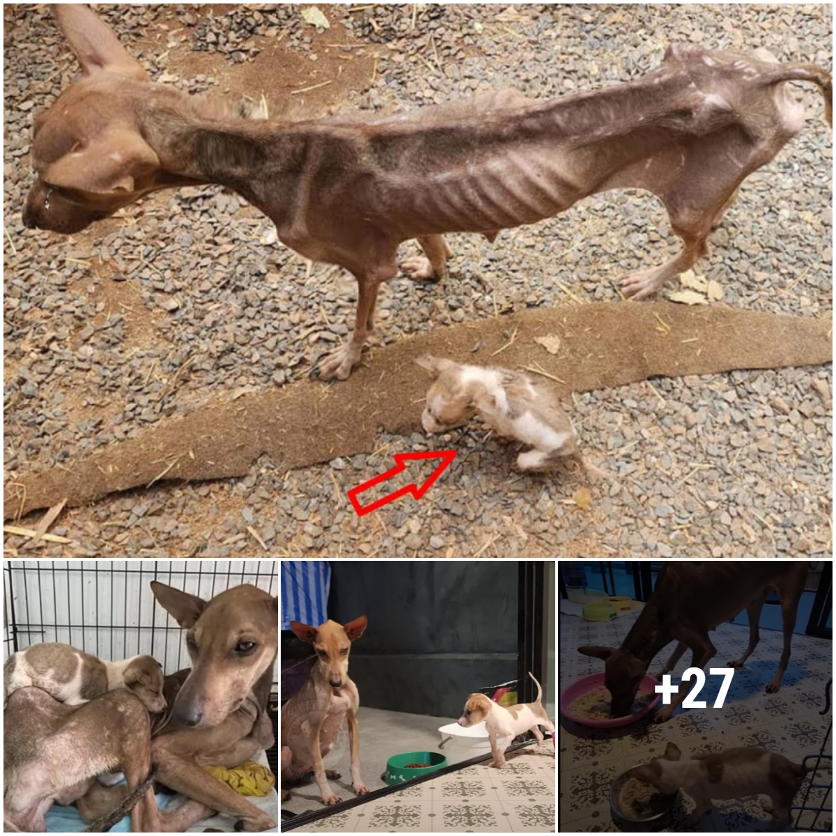 A malnourished mother dog and her puppies were found wandering on the side of the road and clinging to people for help