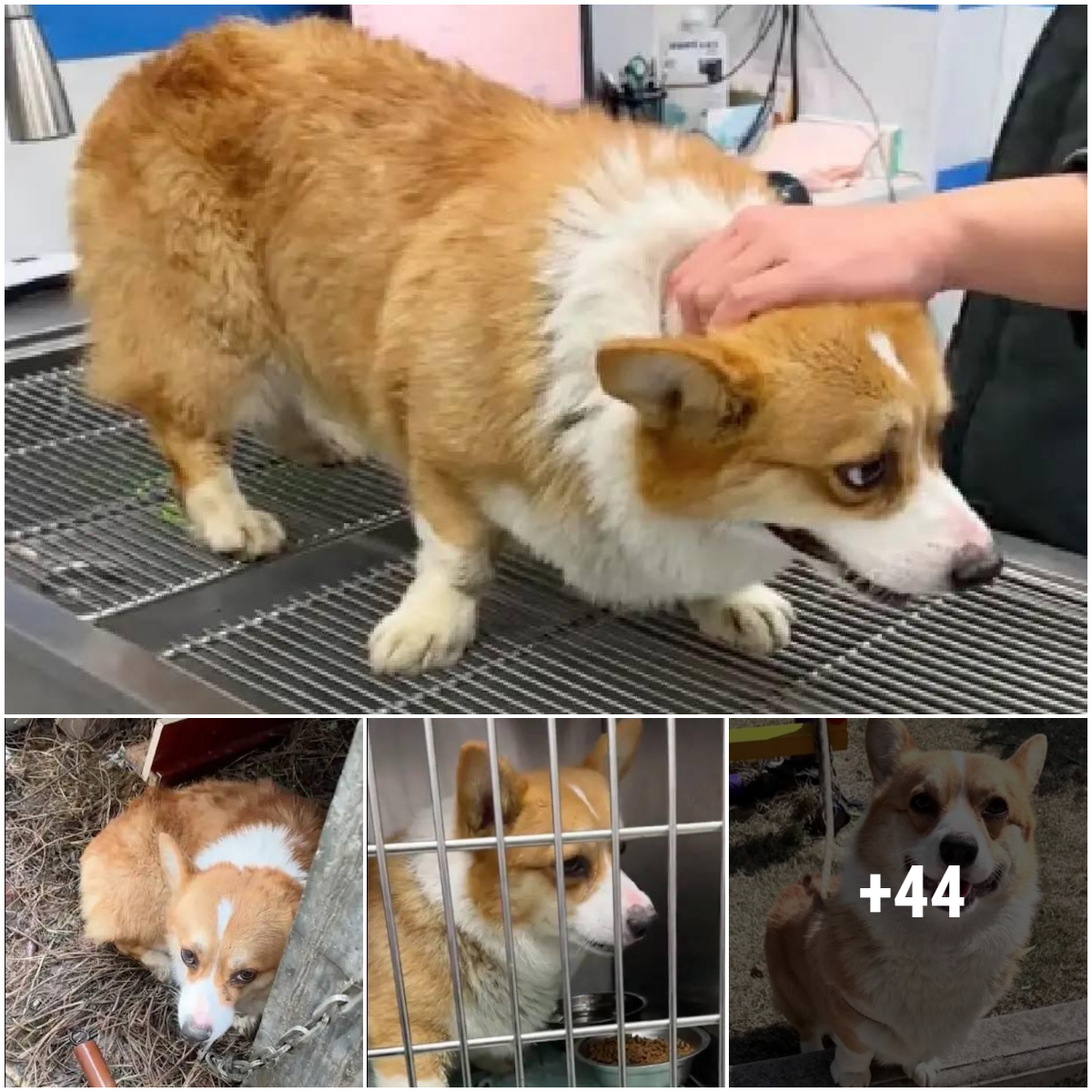 The young girl decided to give new life to her Corgi when she found him tied up on the stairs in a cold rain