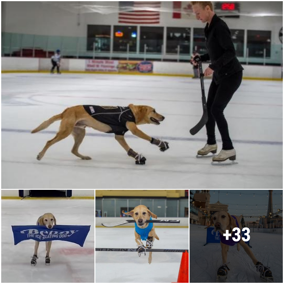 Professional rescue dog turns ice skater: Witnessing the dog’s endless joy is like a dream come true