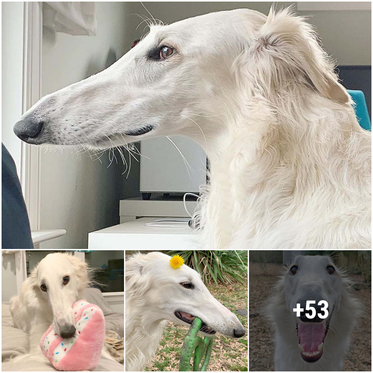 Borzoi dog with an adorable 12-inch long nose is a social network phenomenon that has won the hearts of many people