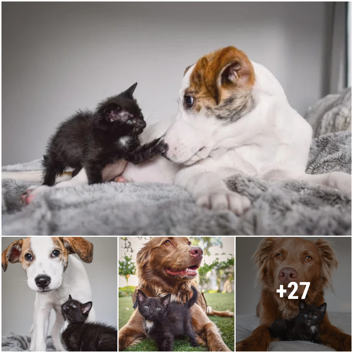The kittens and resident dog quickly became best friends, a relationship that touched many people