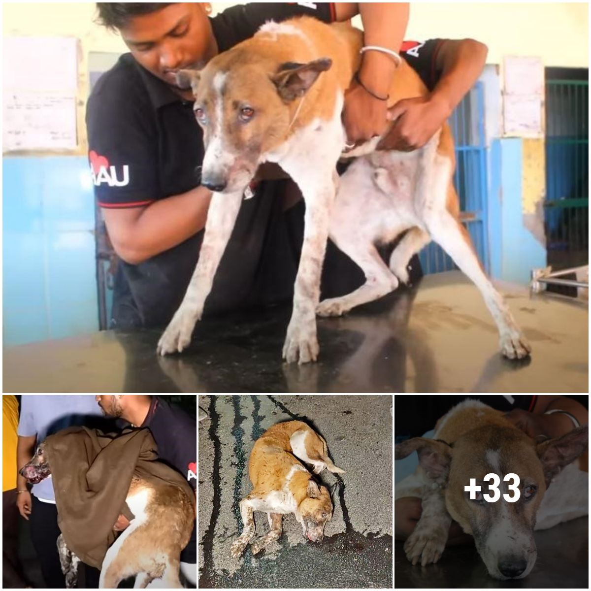 Act of kindness when rescuing a poor stray dog lying on the road, moaning in pain after a road accident