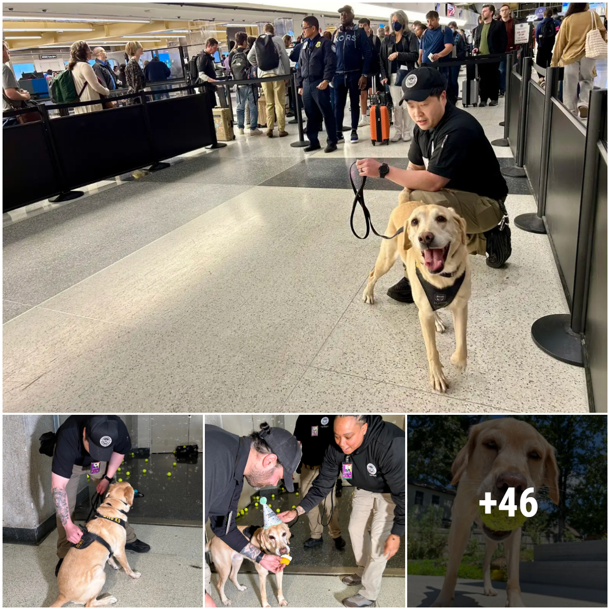 Memorable retirement ceremony of a Labrador dog, an employee of the Transportation Security Administration