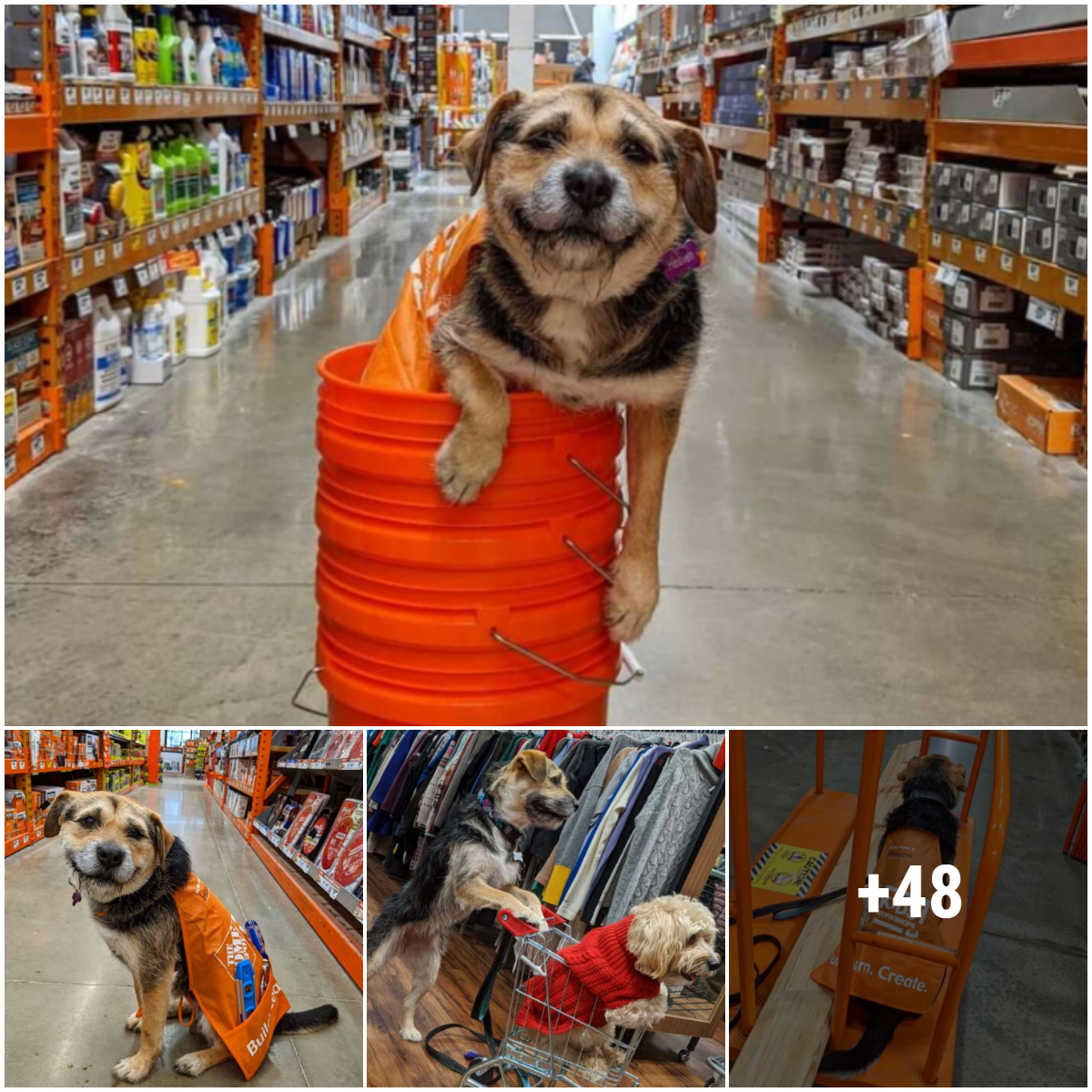 Introducing Heaven, the cutest and most customer-pleasing employee dog ever!