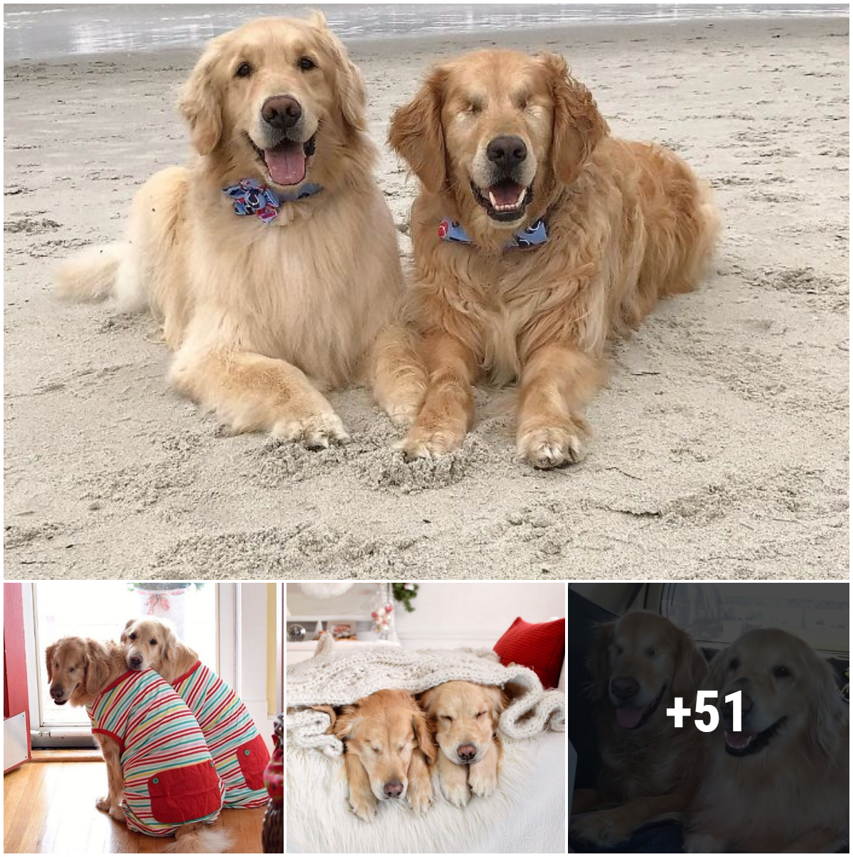 Many people were touched by the touching relationship between a blind golden retriever and his best friend, his guide dog.