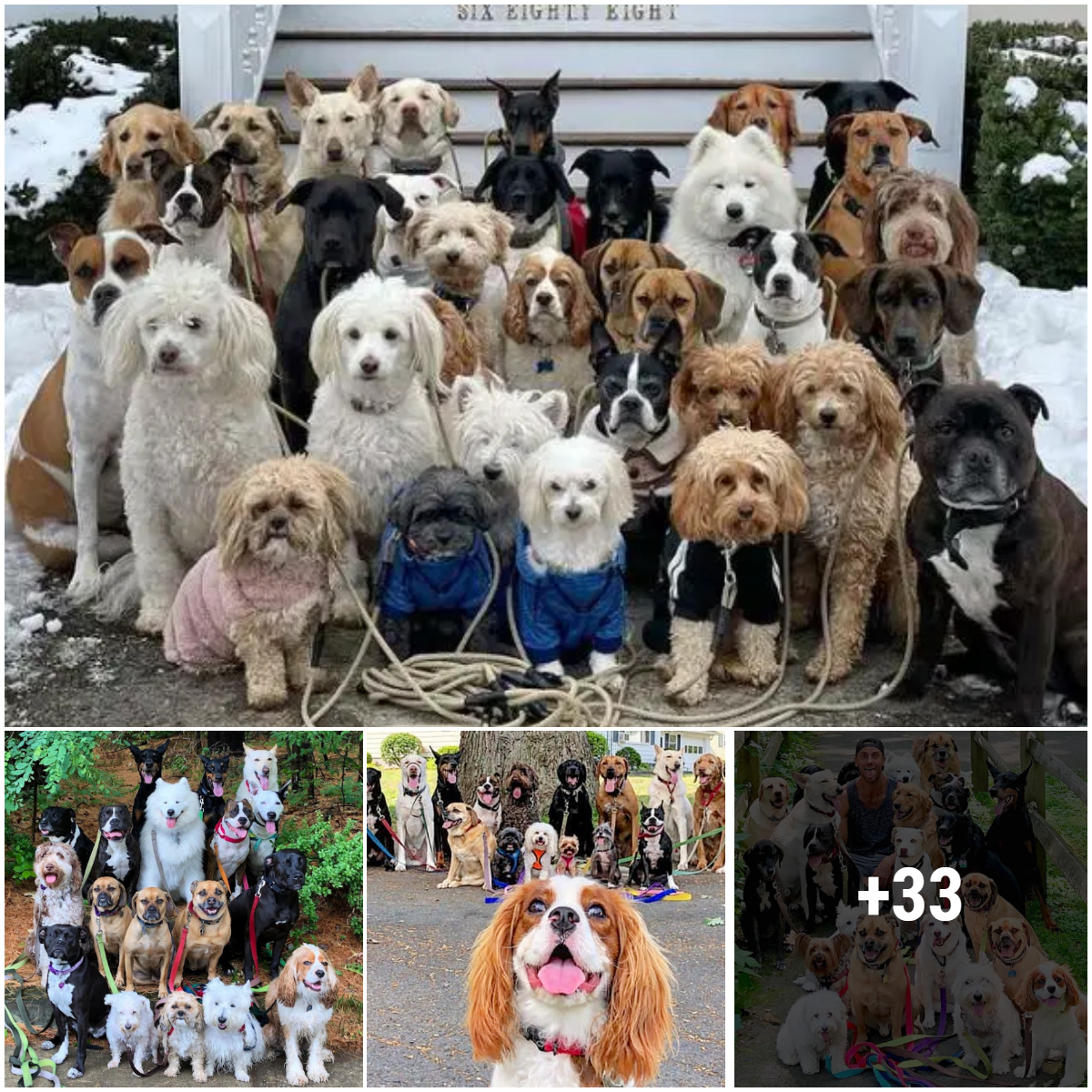 Every day, a dog walker in New York takes adorable group photos giving his beautiful dogs an extremely beautiful and cute community.