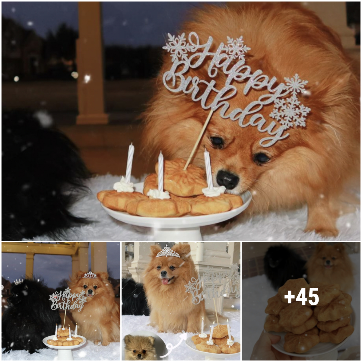 Formal Birthday: A sad celebration of our sad dog, send your birthday wishes to this beautiful dog