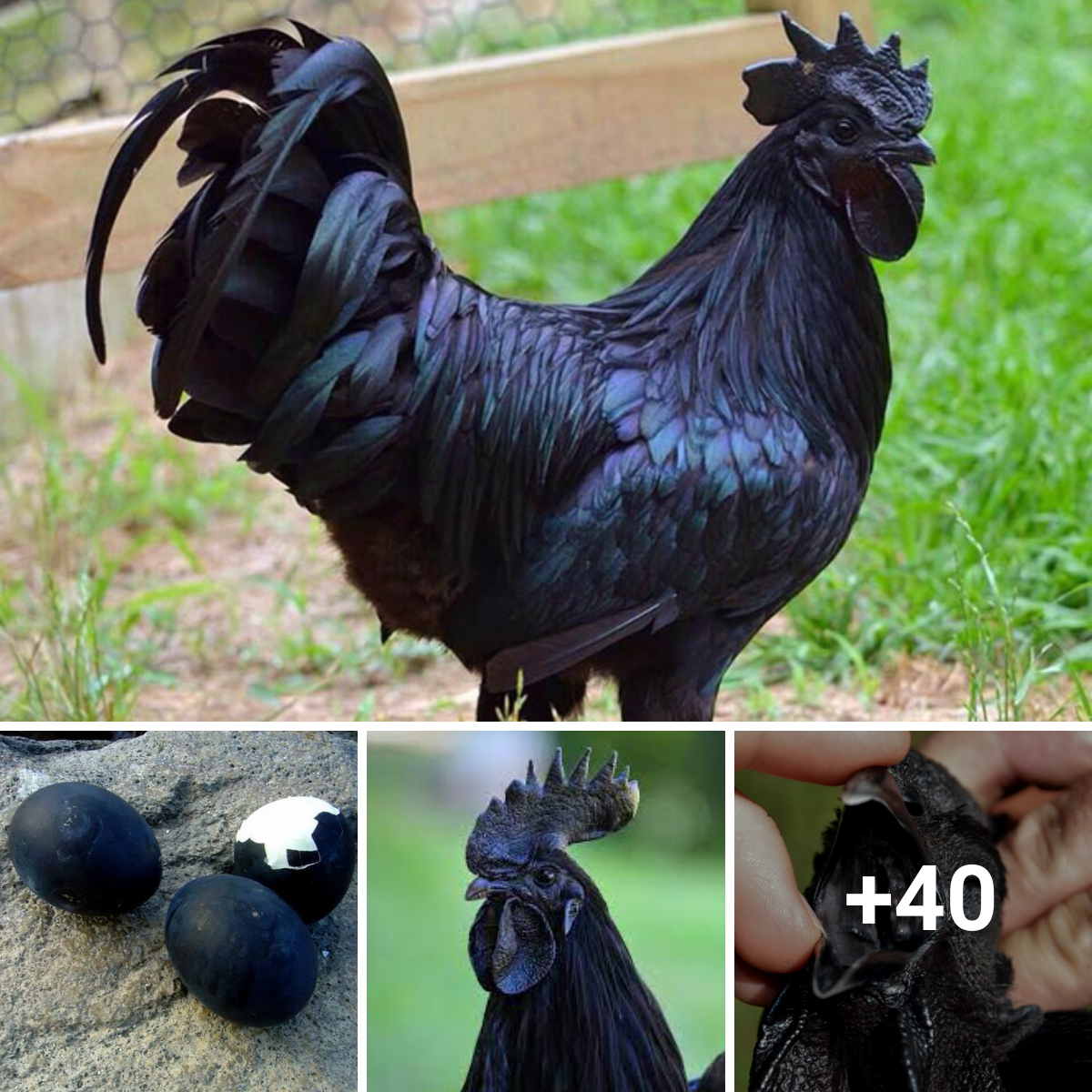 Uncommon “Goth Chicken” Is Completely Black On The Inside Out