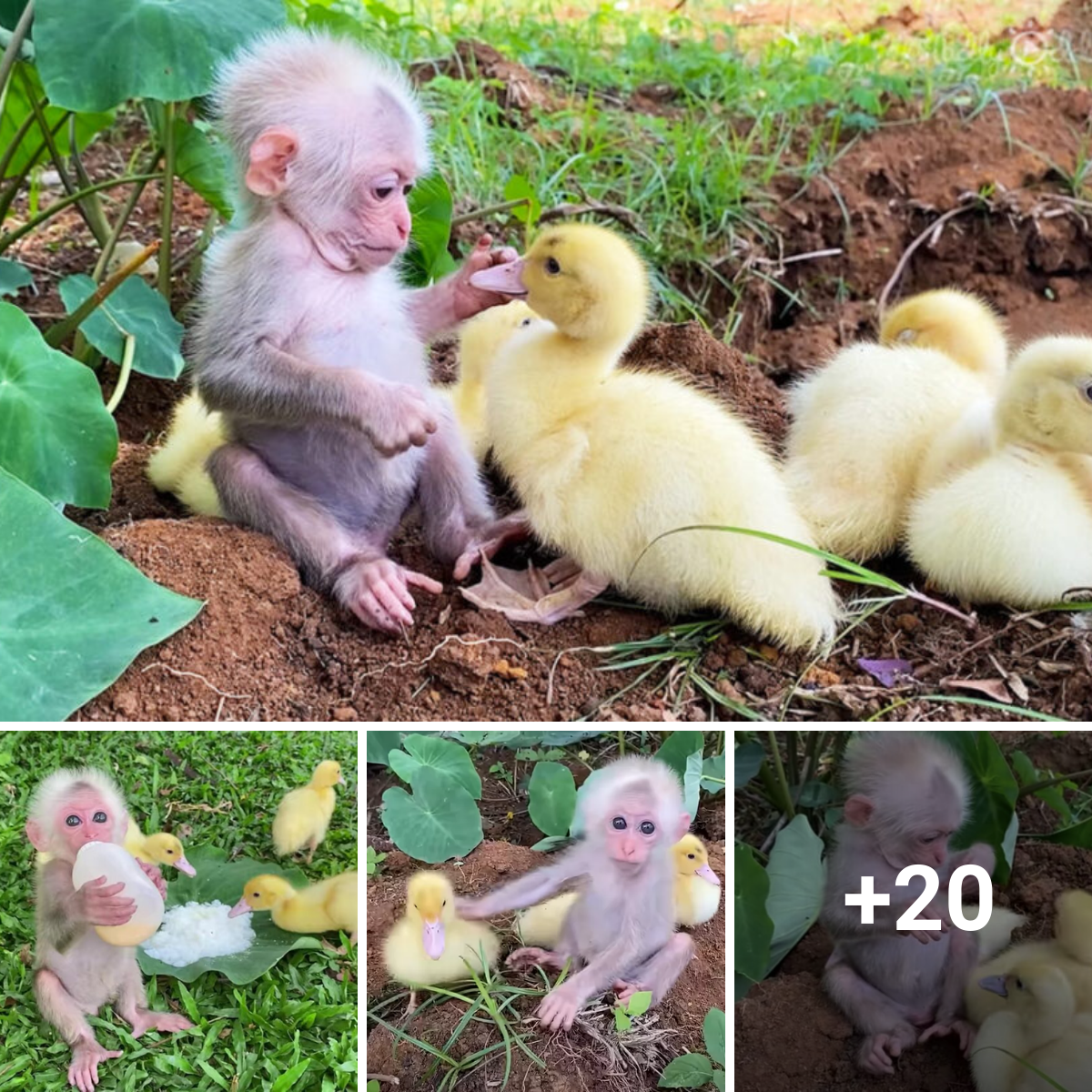 Adorable Baby Monkey Enjoys Taking Care of His Own Small Family Of Ducklings..