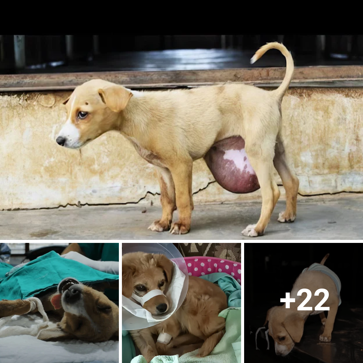 the incredible recovery of a puppy with a massive tumor under its tummy, and their best wishes for the puppy’s future.