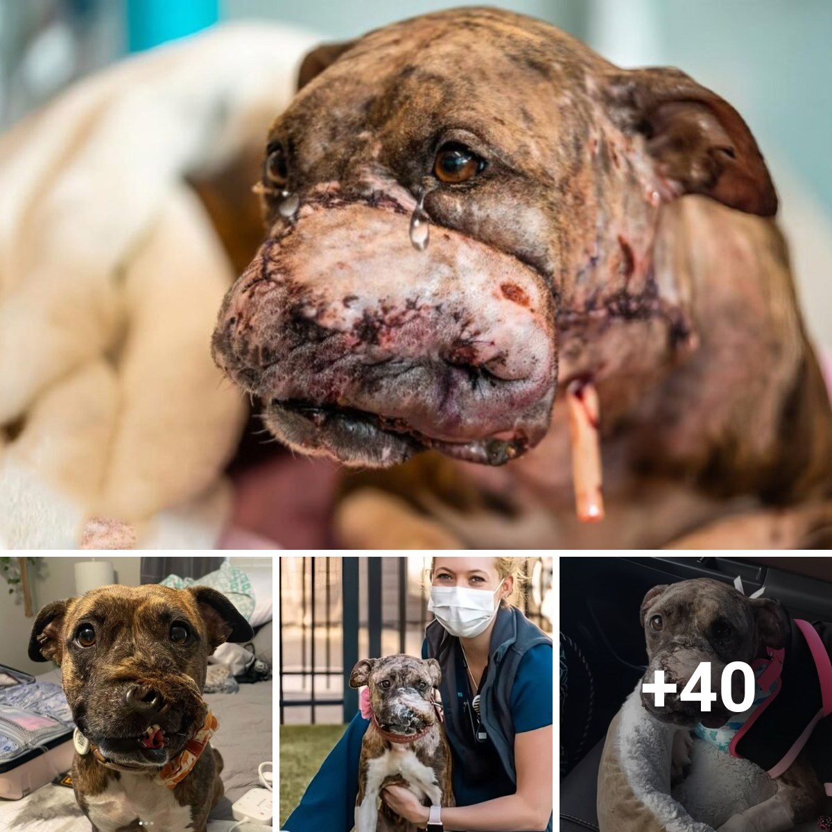 A Recovered Dog’s Incredible Journey: From Snout to Miracle