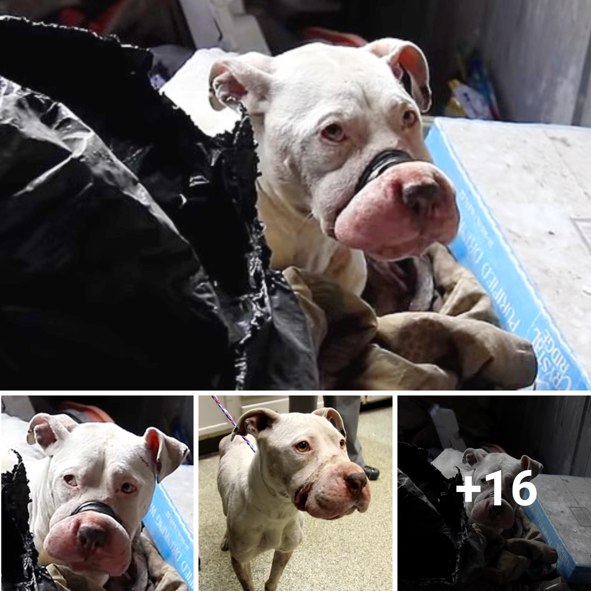 Get an up close and personal look at the efforts being made to save these poor dogs.