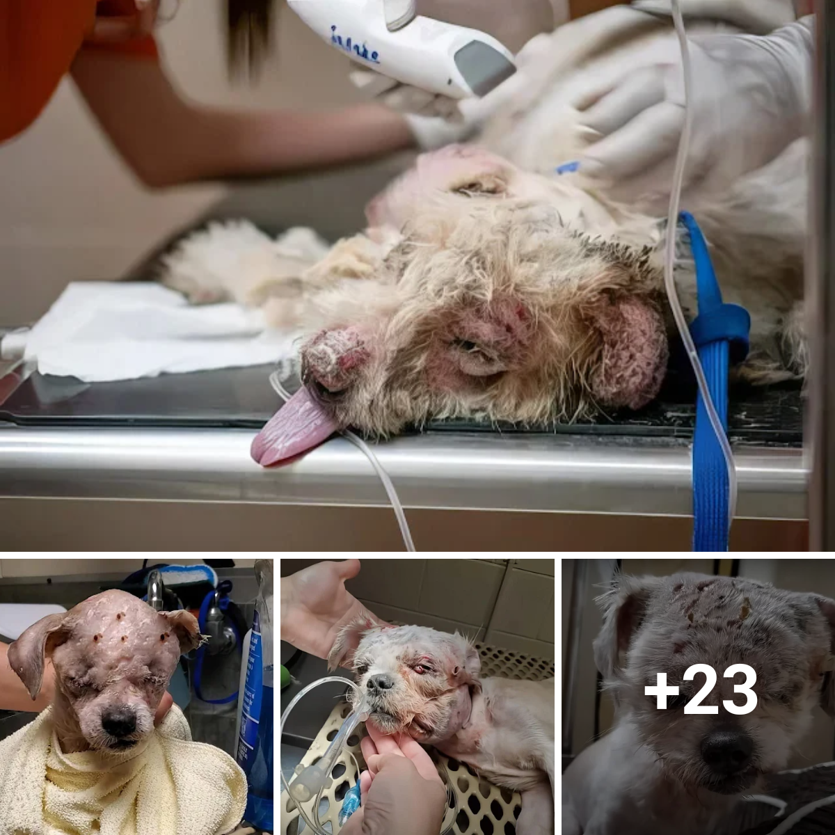 Luckily, we were able to save him from critical condition after saving him from terrible burns and deformities. Let’s wish our dog good health.