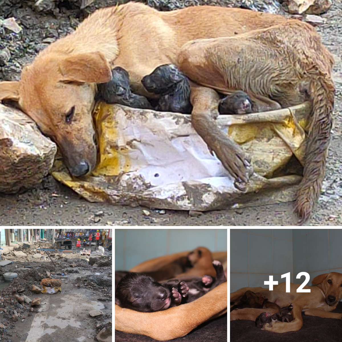 A stray dog gives birth bravely in the middle of the wreckage, and she clings stubbornly to her puppies.