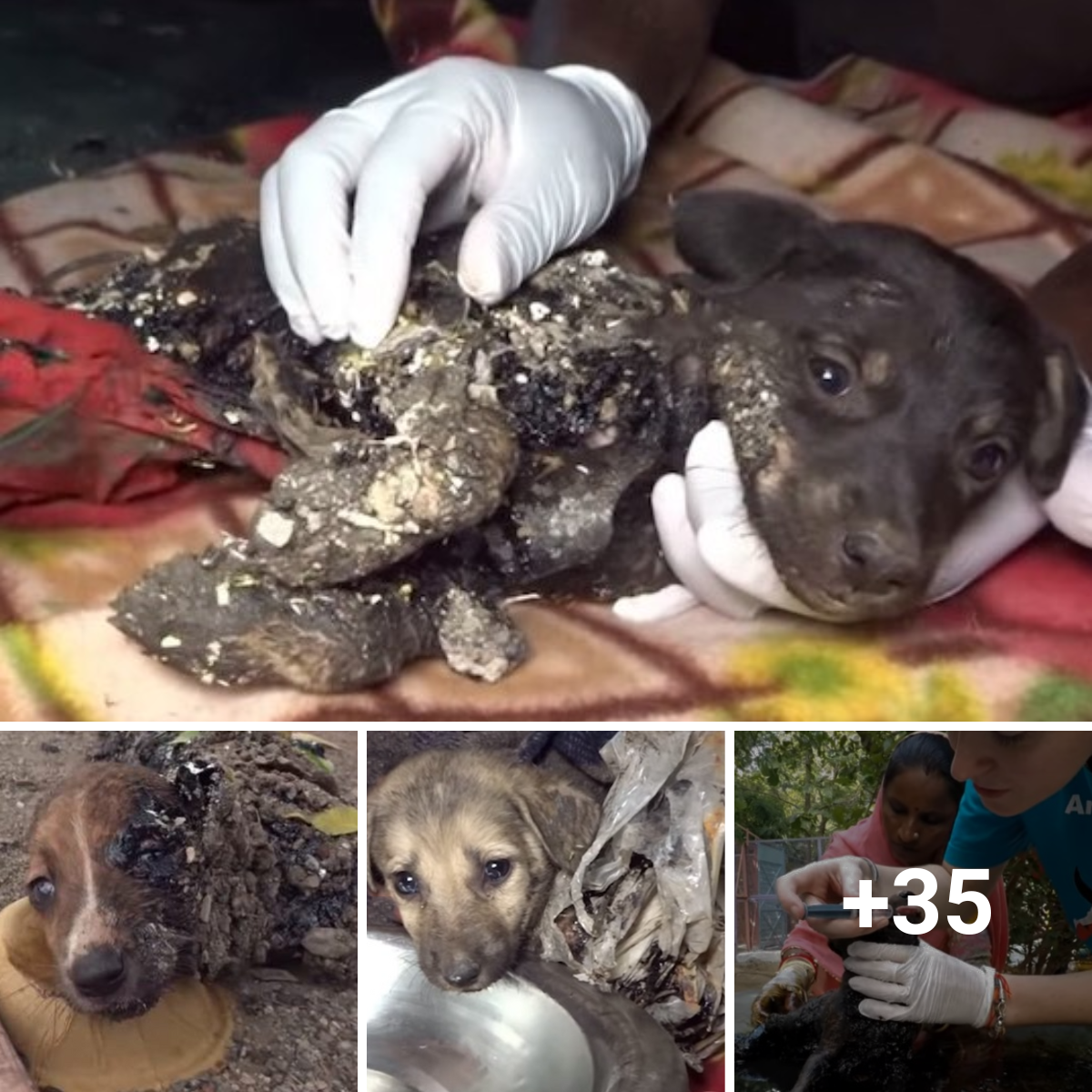 The horrifying situation of hungry, injured, malnourished dogs on a paved road