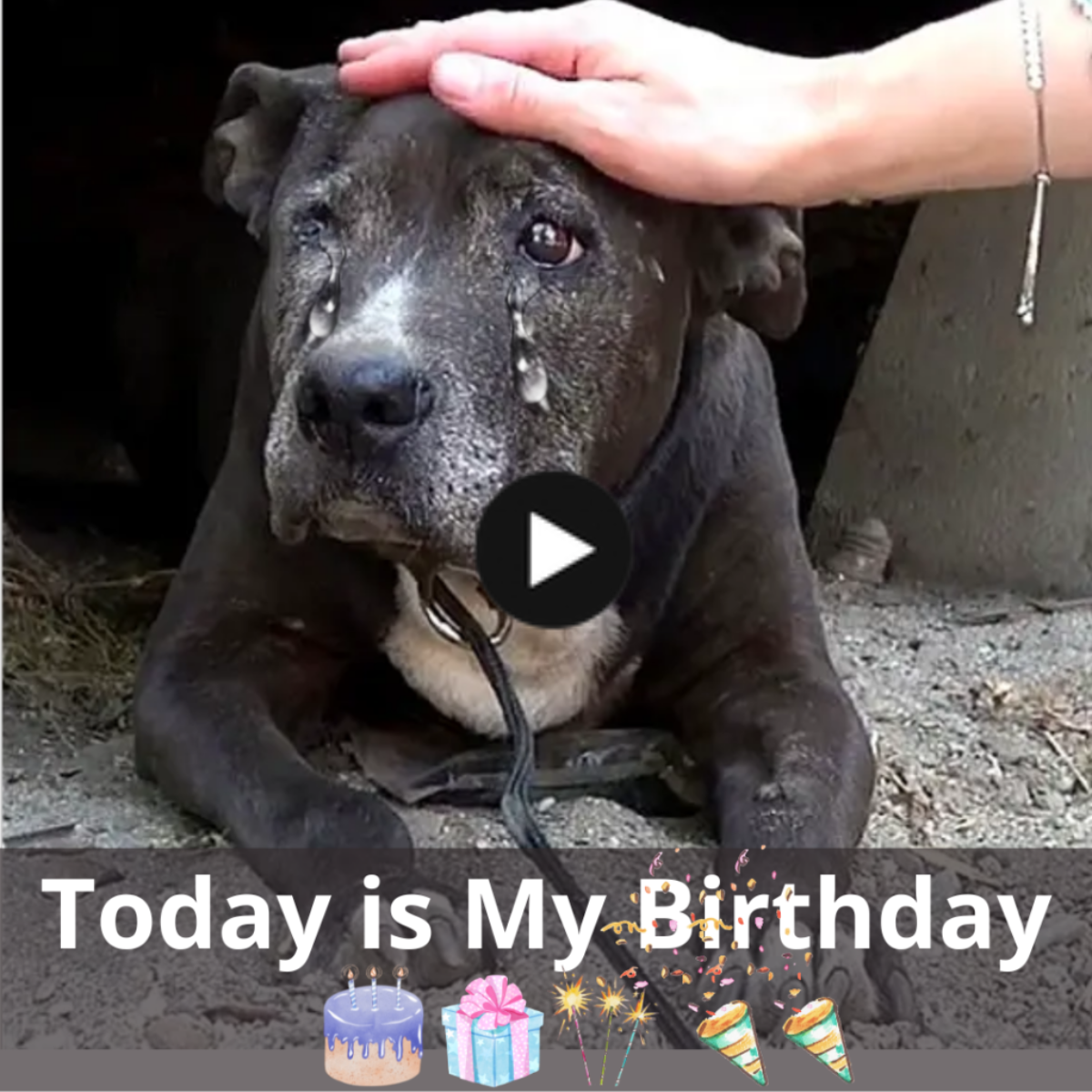 A Stray’s 9th Birthday: A Story of Hope and Survival
