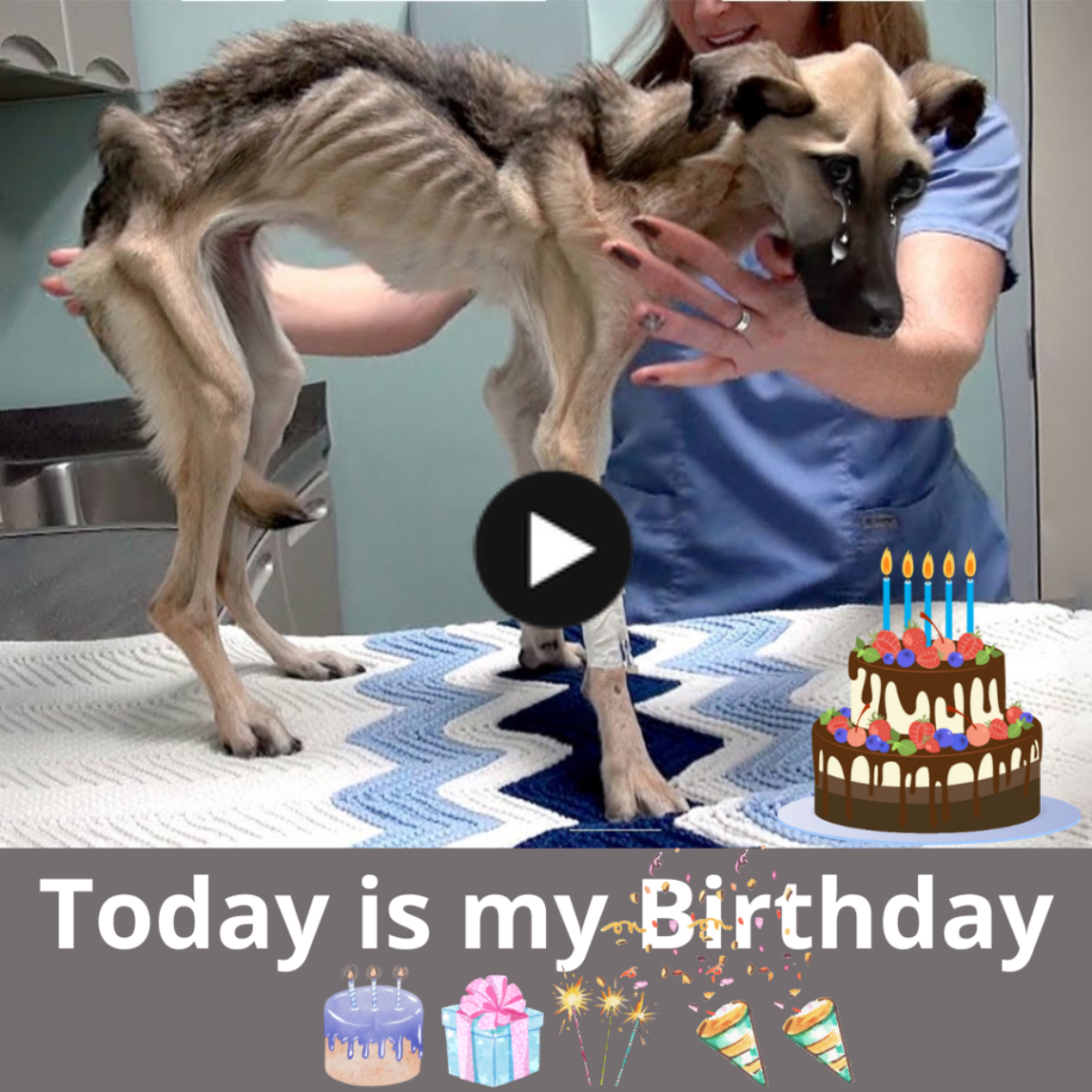A Birthday of Redemption: A Canine Resurrection from Starvation