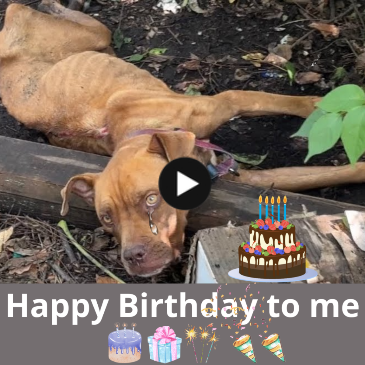 Recalling a Forgotten Soul: Celebrating the Birthday of a Dog Discovered Submerged in Water and Garbage