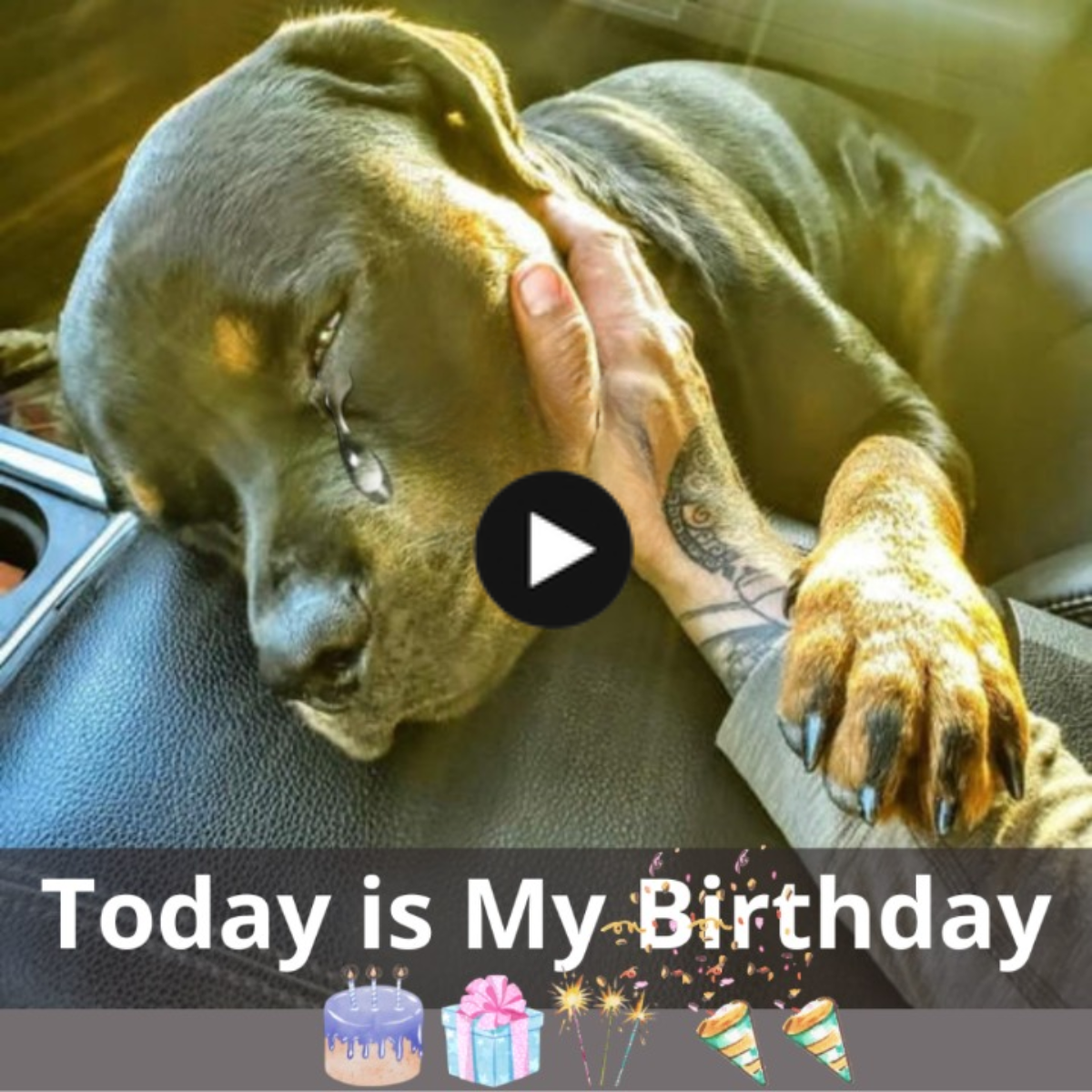 Birthday story: Celebrate the joy of a lonely puppy, a lonely birthday with no one wishing him